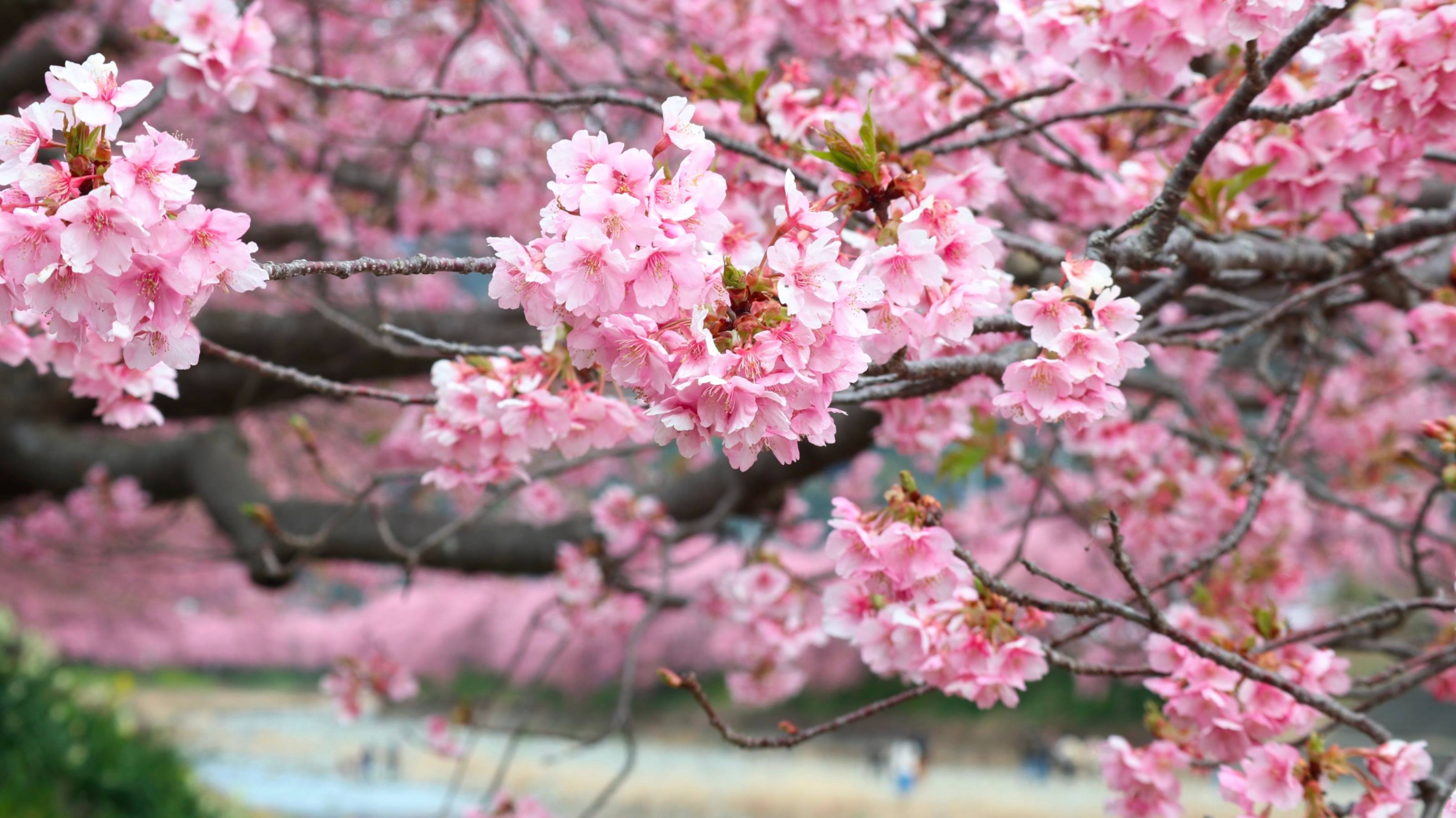 河津桜ー河津町ー