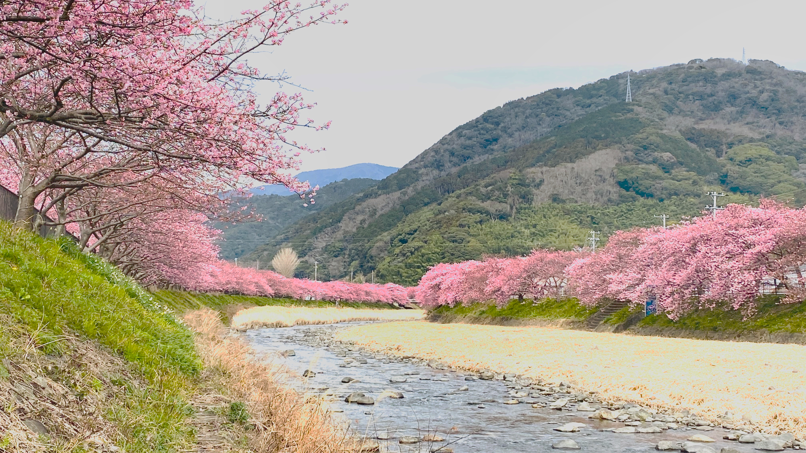 河津桜ー河津町ー