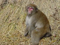 奥四万湖のサル