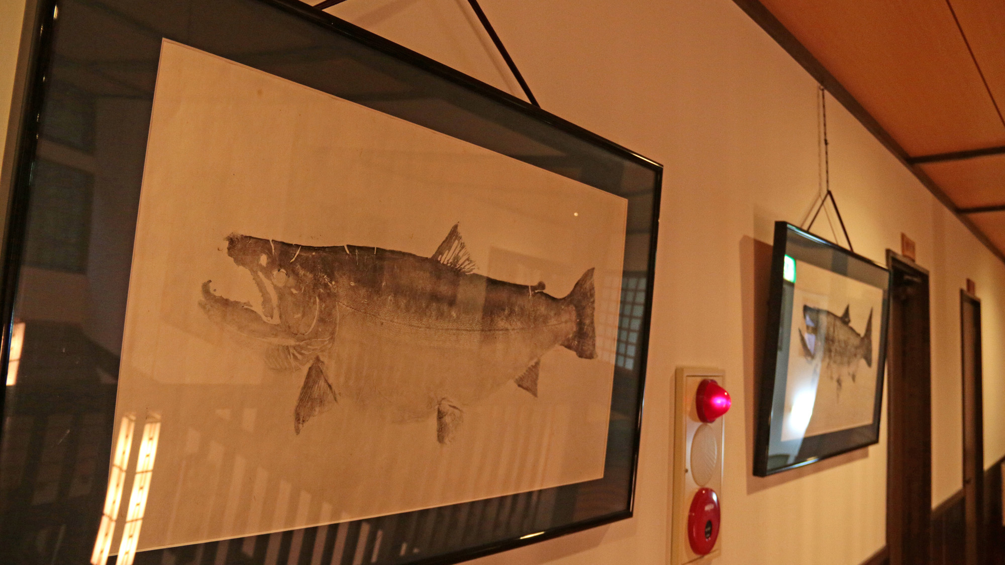 【館内】 館内に並ぶ魚拓の数々。周辺は釣りスポットとして知られています。