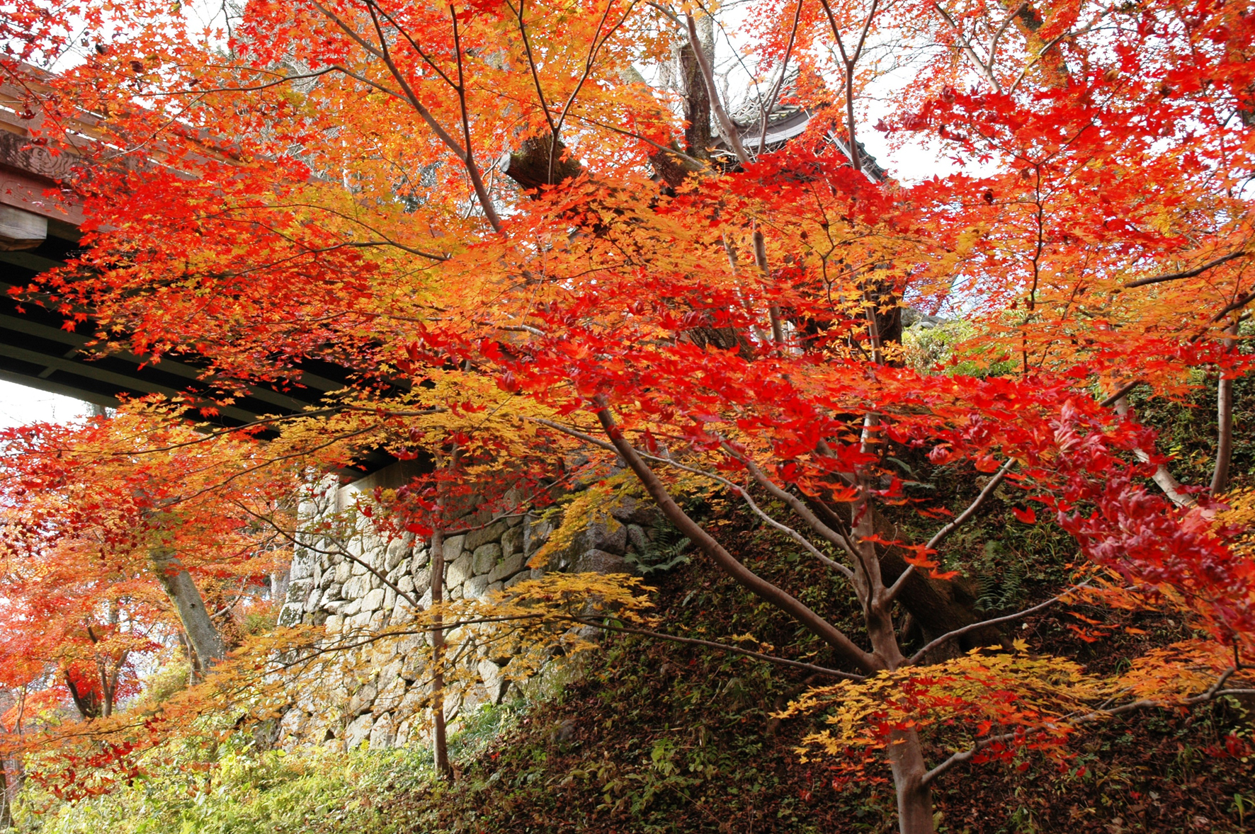 秋の色に染まる高遠城址公園