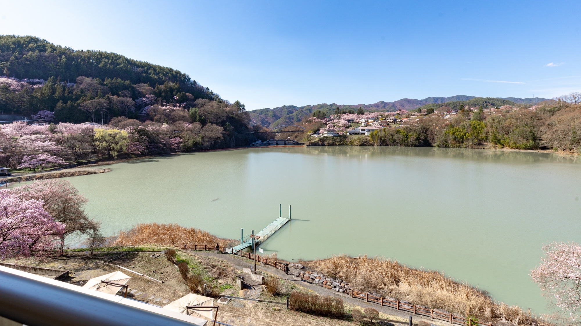*桜の季節になると湖の周りの桜が一斉に咲き乱れます
