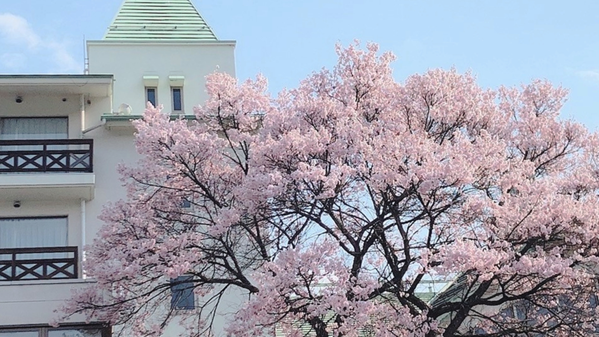 *【外観】小ぶりで赤みのある花が特徴の「タカトオコヒガンザクラ」という固有種の桜が植わっています