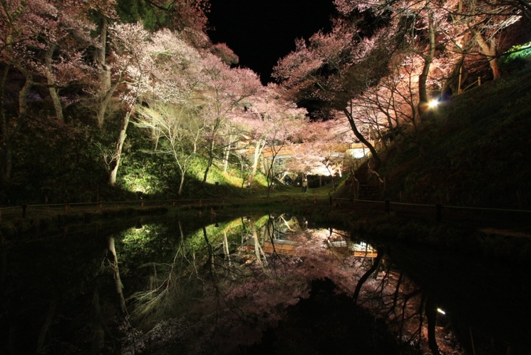 桜雲橋（おううんきょう）の下からの夜桜