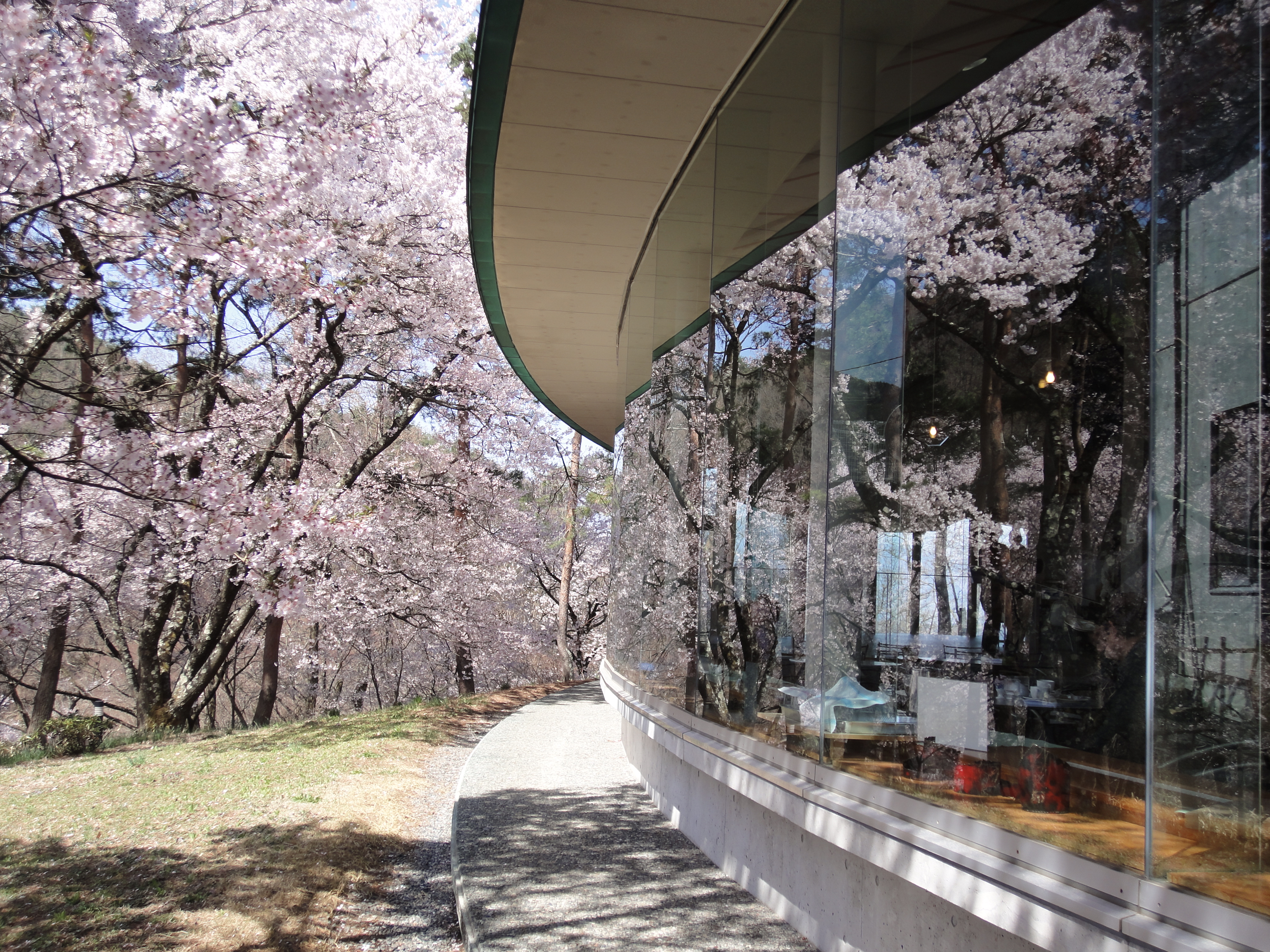 高遠城址公園にある美術館の桜
