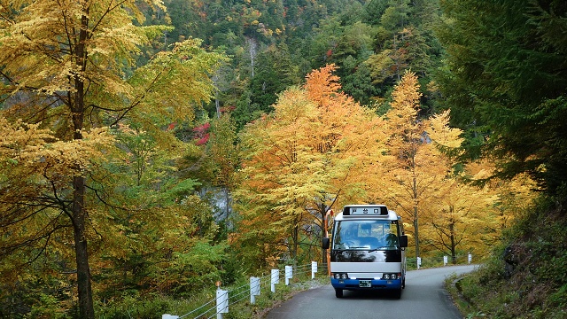 *【南アルプス林道バス/カツラの紅葉】見頃は9月下旬～10月下旬頃、四季折々の景観を満喫