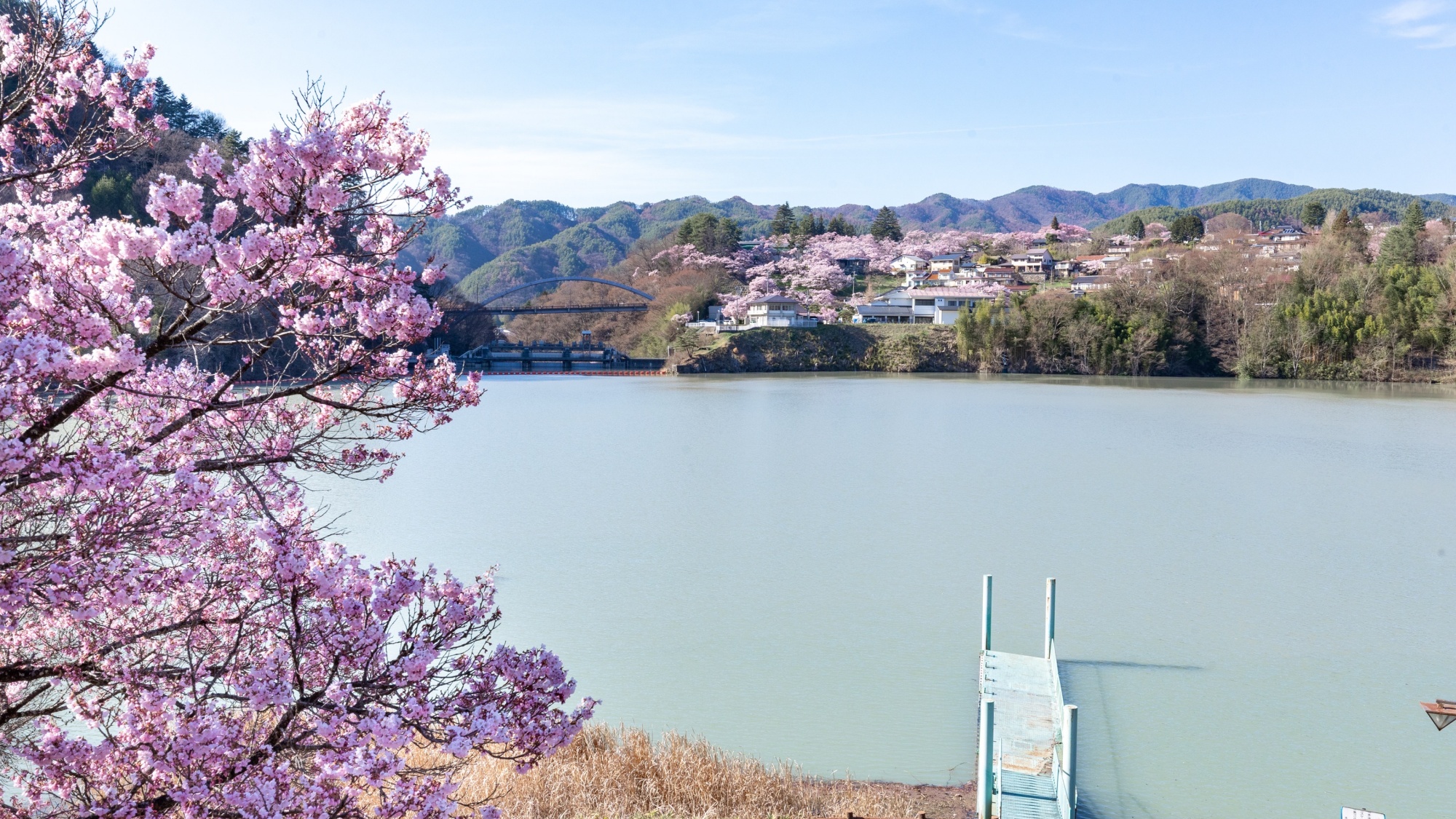 *桜の季節になると湖の周りの桜が一斉に咲き乱れます