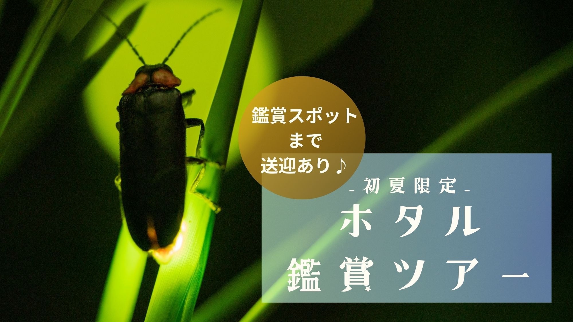 6/1〜15ホタル観賞：初夏の風物詩を楽しむ。スポットまで送迎付。夕食は七栗会席※夕食17:30指定