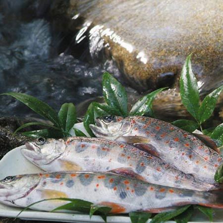 【日帰り昼食】その日一番良い食材でもてなす日替わりの美味〜神去村会席〜入浴付