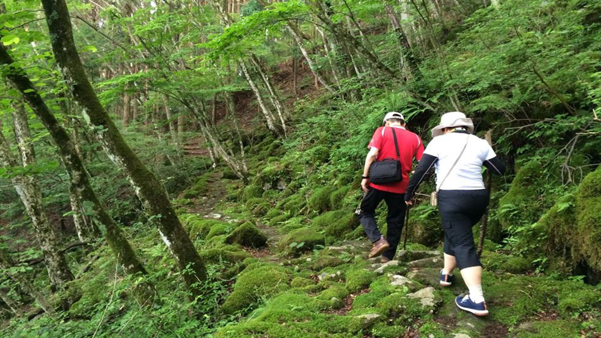 【森林セラピー】