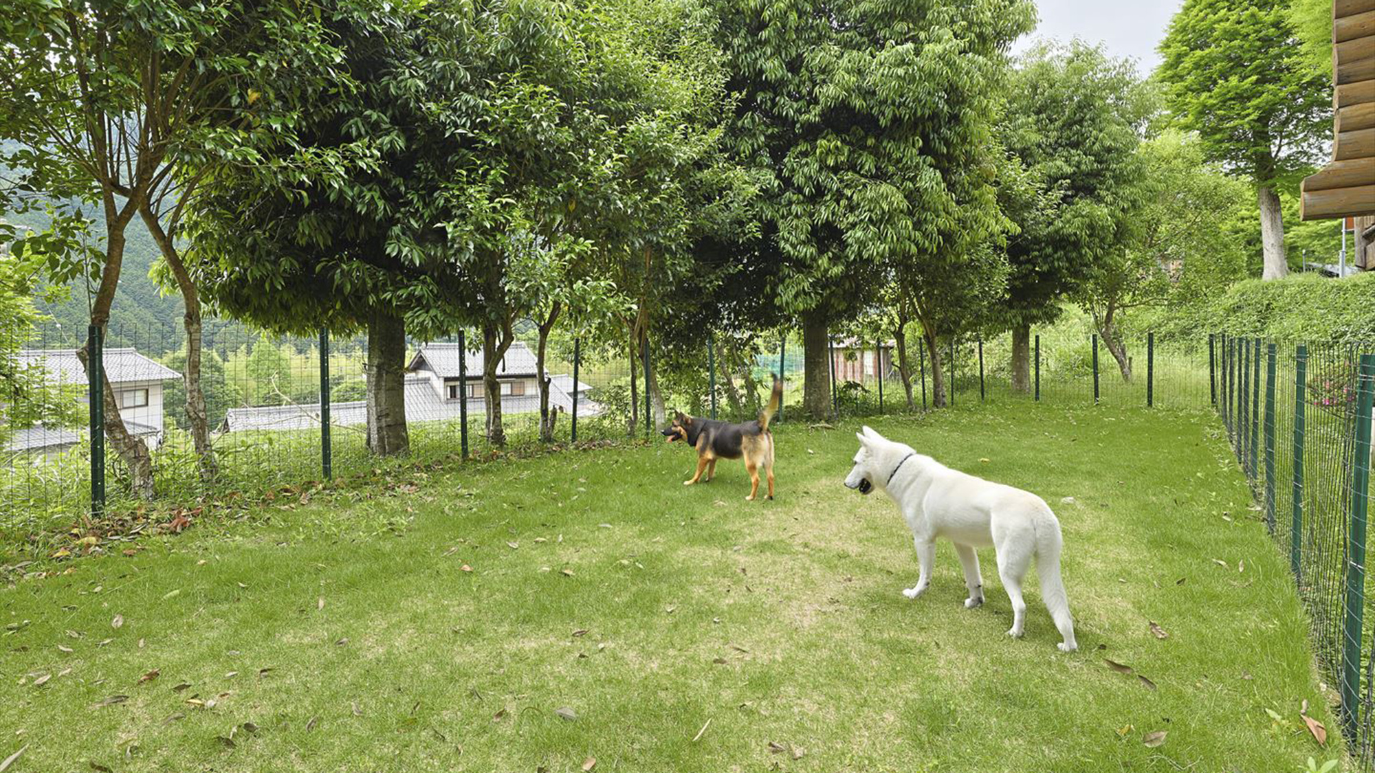 【ペットOK】コテージ｜1R＋ロフト・ドッグラン