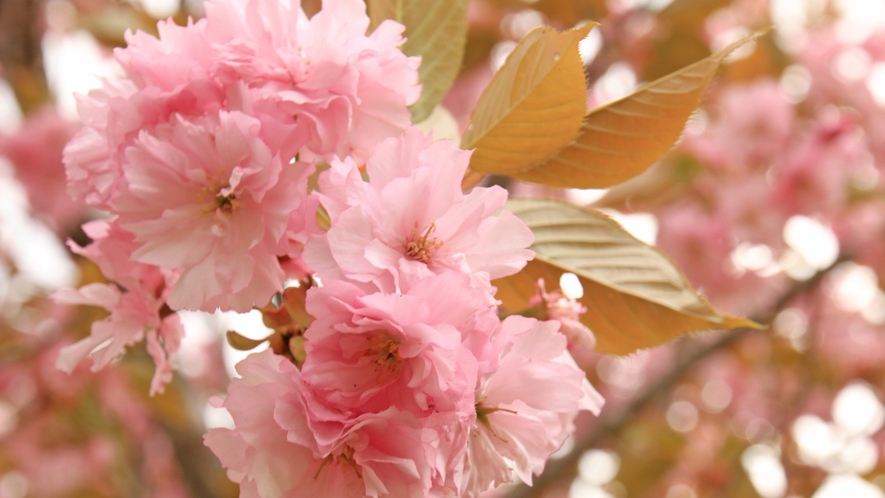 ◆南会津の八重桜は４月下旬から５月上旬に見頃を迎えます