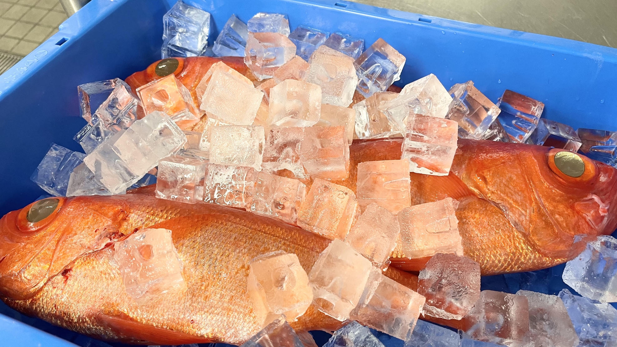 【1泊2食付】朝獲れ鮮魚を味わう｜旬魚料理＆ビュッフェプラン