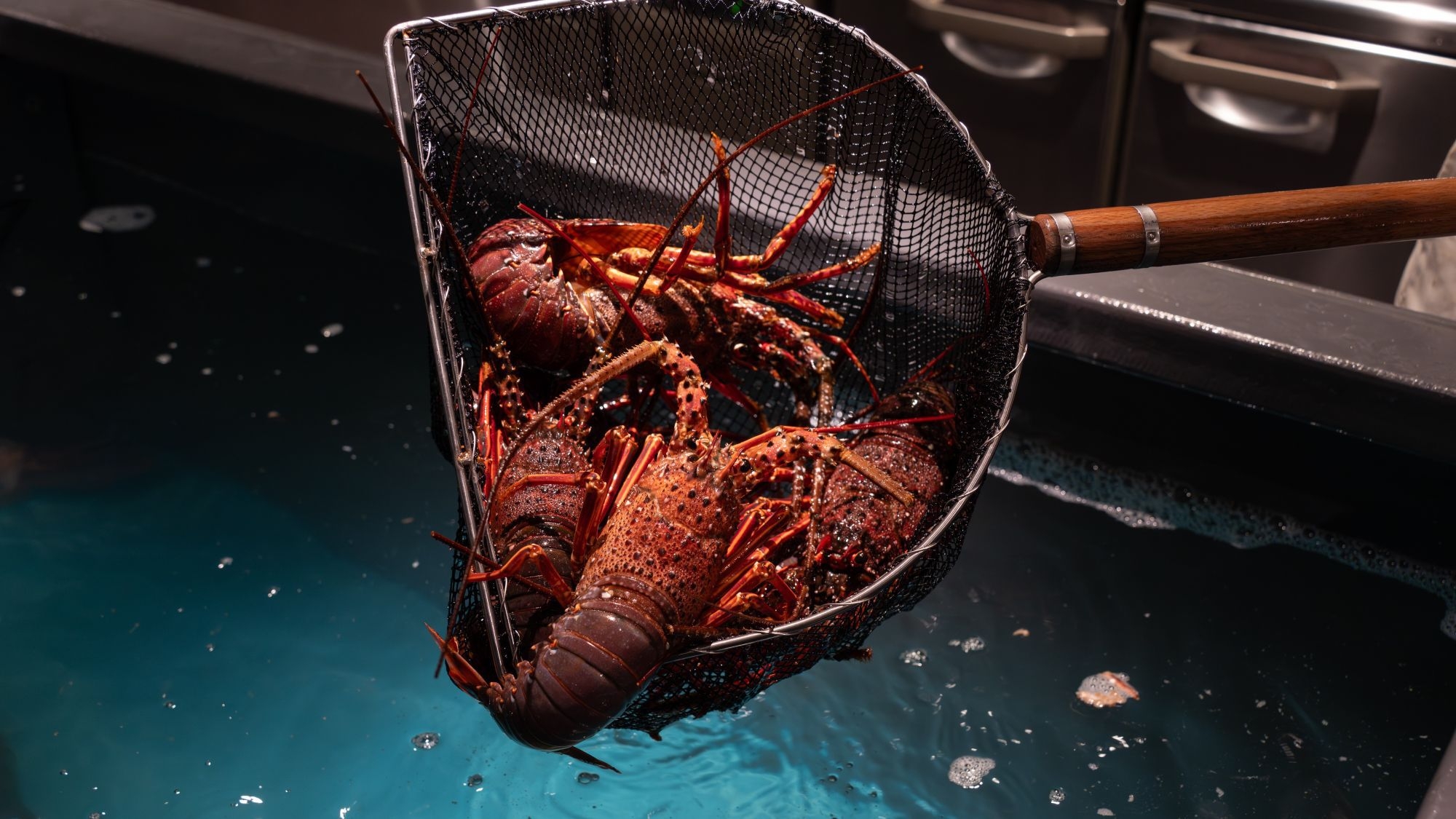 【連泊】源泉力をめぐる全14種の湯旅と、南伊豆の生簀料理を愉しむ一夜【1泊2食】