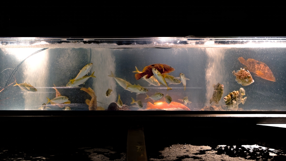 【早期割30】源泉力をめぐる全14種の湯旅と、南伊豆の生簀料理を愉しむ一夜【1泊2食】