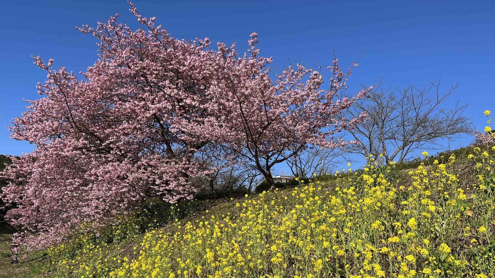 【新春SALE】伊勢海老や金目鯛など旬の食材を堪能する基本の和会席【花のおもてなし特選会席】