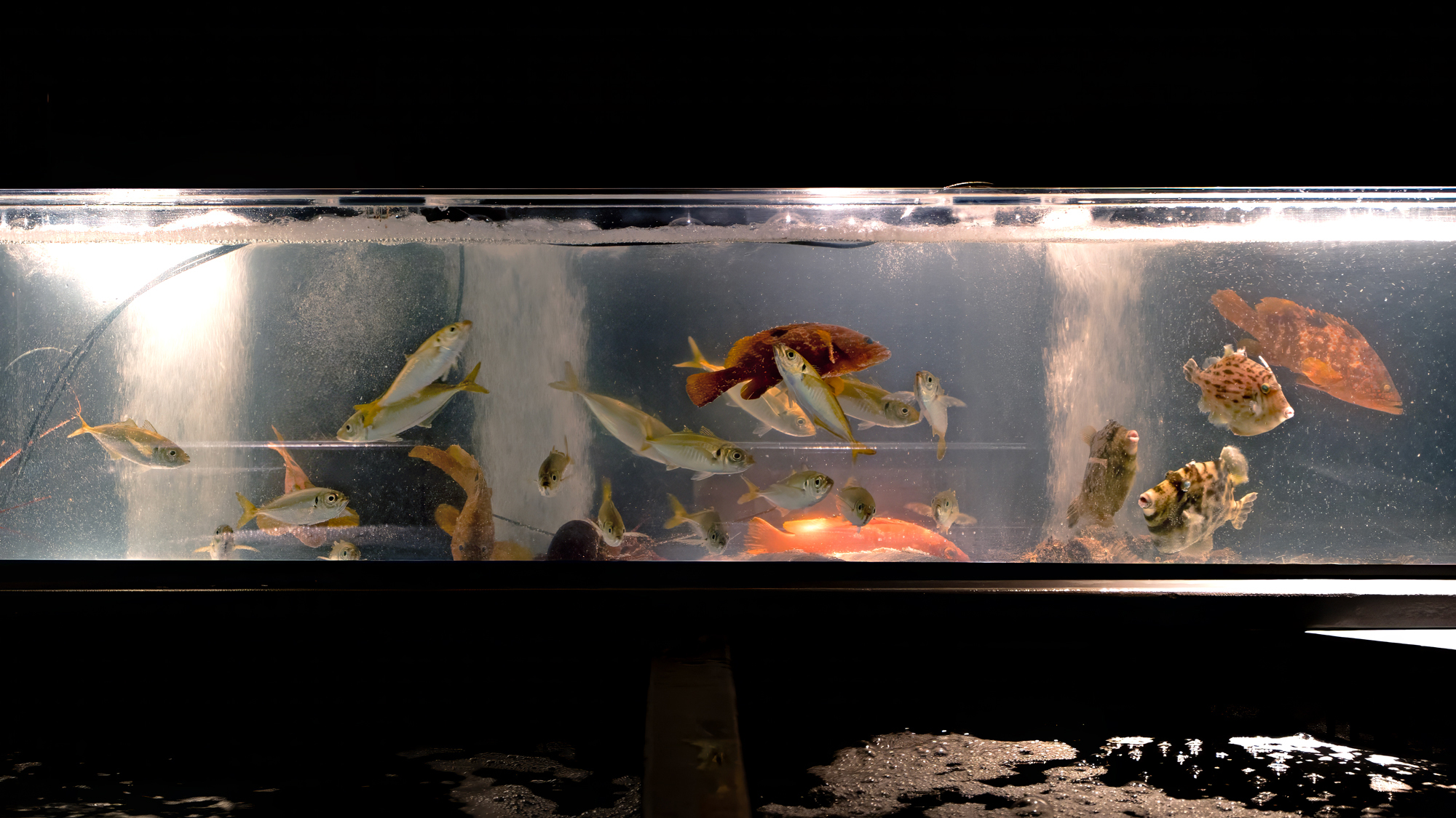 生簀で泳ぐ、南伊豆の海の恵み