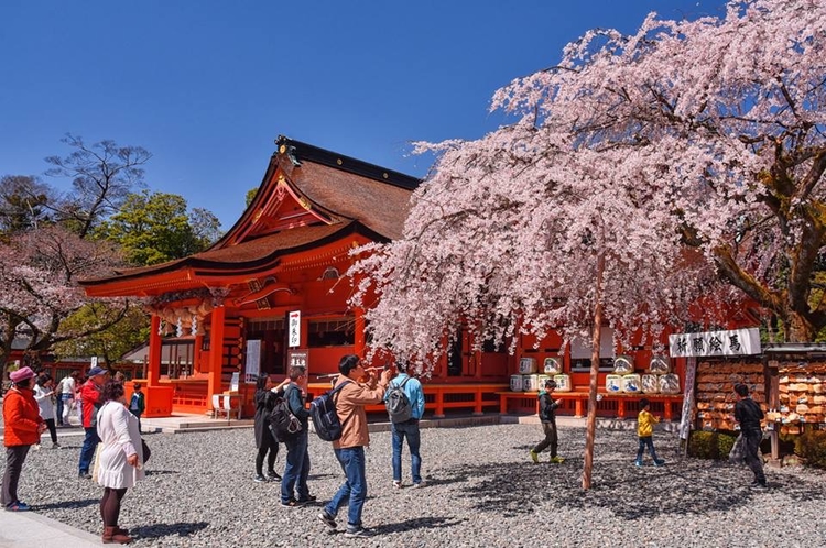 富士山本宮　浅間大社　本殿と桜