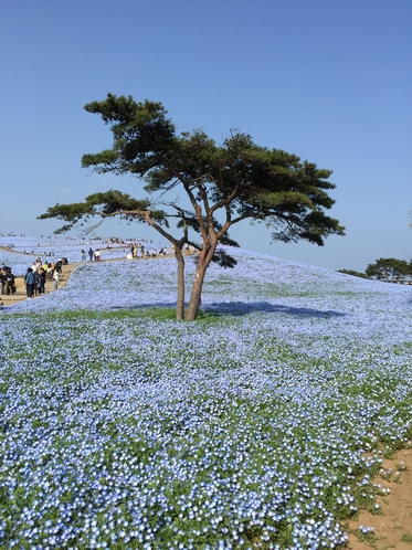 ひたち海浜公園のネモフィラ