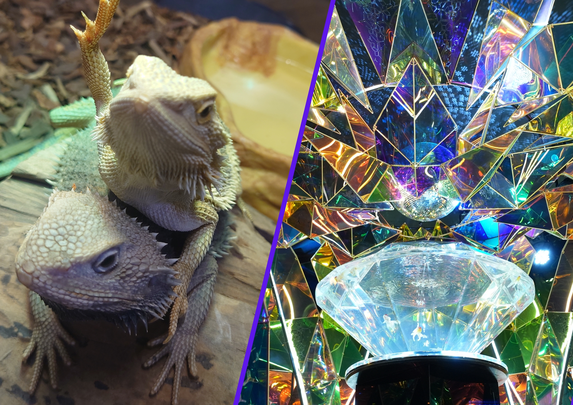 【2館共通販売券】付プラン販売中！