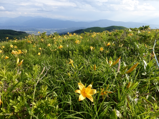 7月中旬になると、車山高原のニッコウキスゲは、中腹付近で見頃を迎えます
