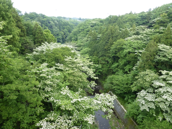 東俣川のニワトコの白い花