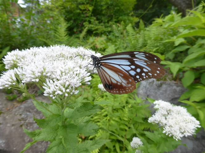 アサギマダラ(浅葱斑)が、車山のレア・メモリーの石垣に生えるヒヨドリバナの花の蜜を吸っていました。