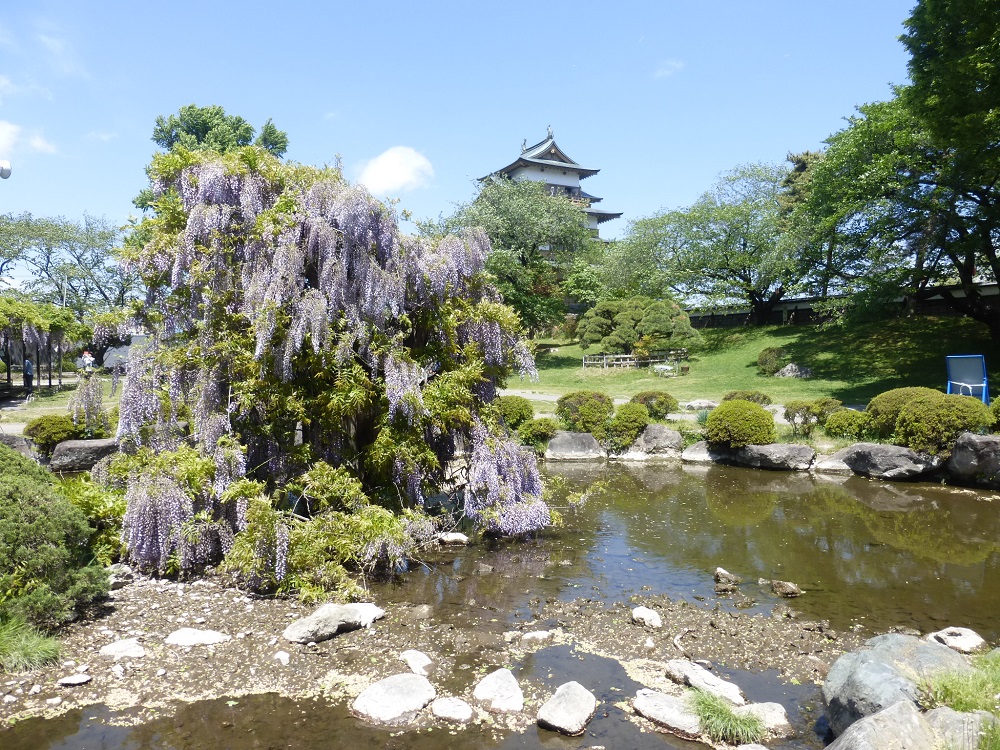 高島城跡の樹齢130年を越えるフジが満開です