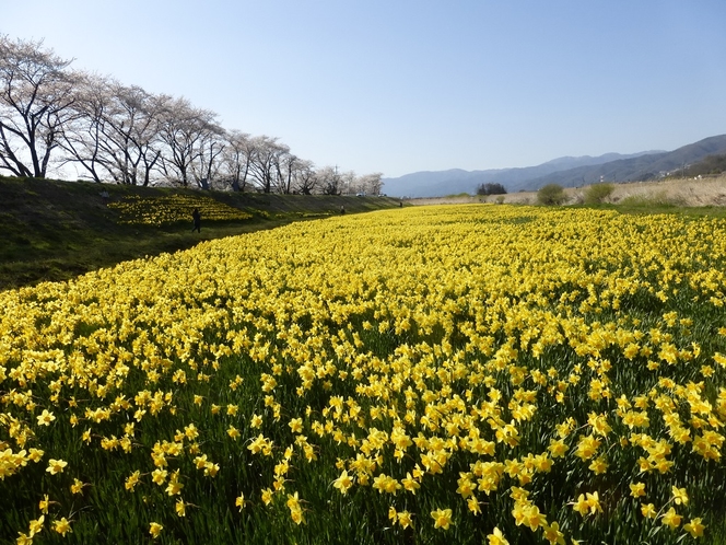 諏訪の平を流れる上川の畔　桜と水仙