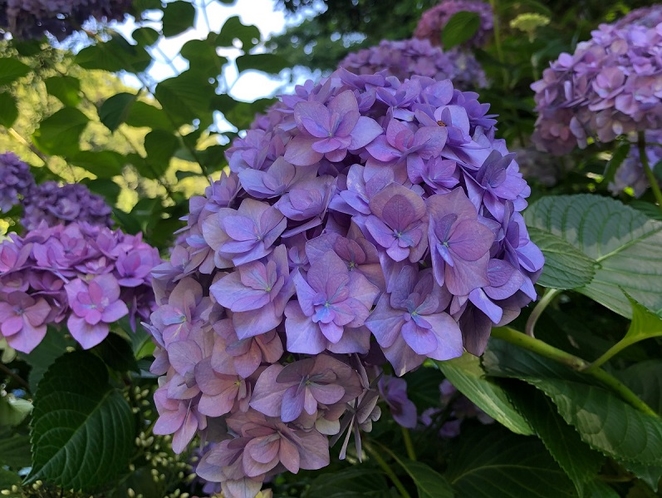 6月20日、明月院の紫陽花です