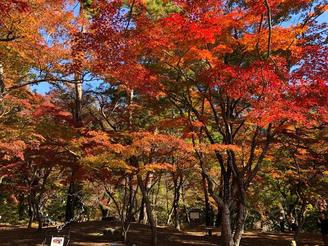 2019年、車山山麓の紅葉も見頃を終えました