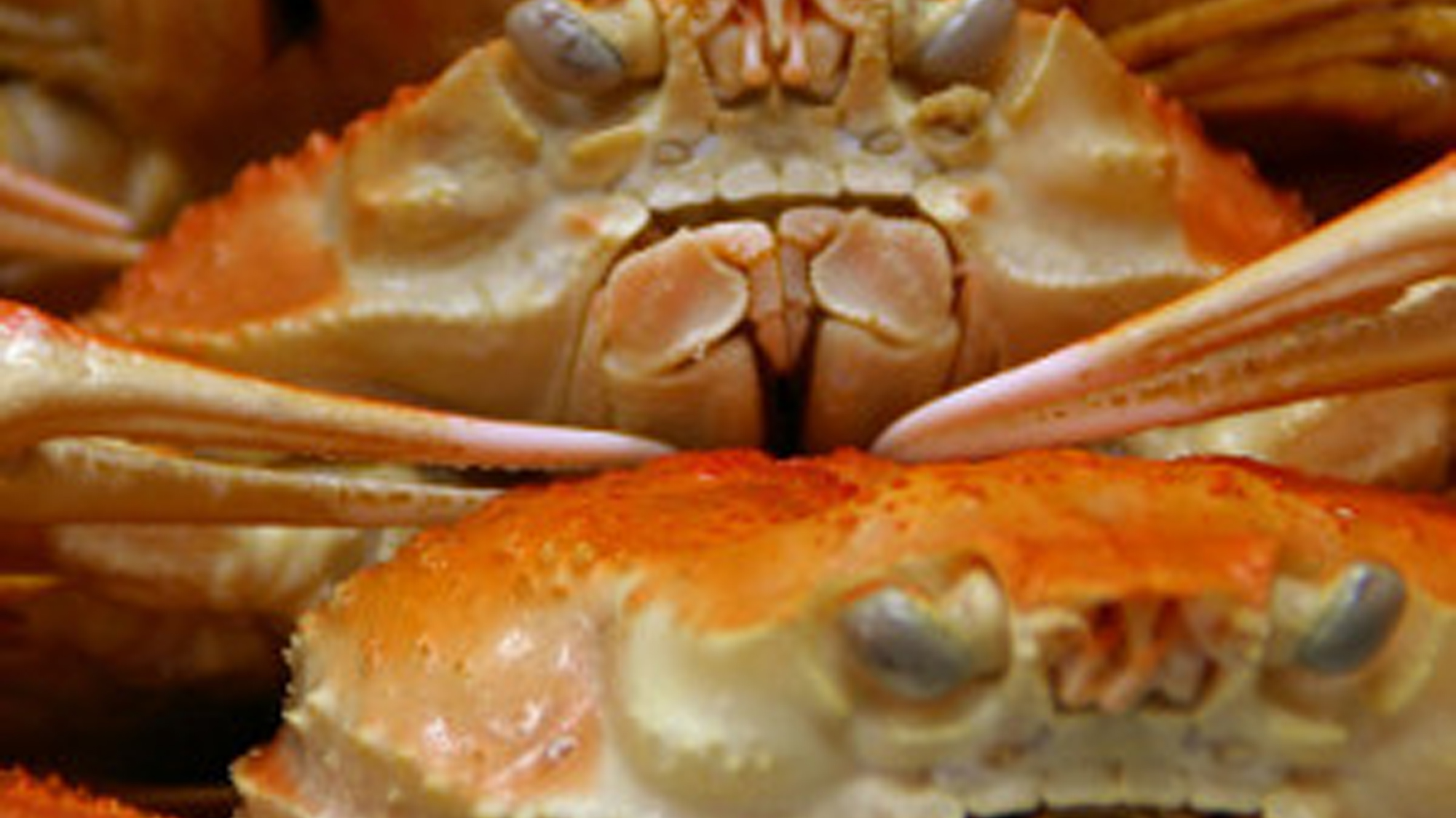 ★新鮮なカニが最高に美味しいのは、さすが越前ならでは。