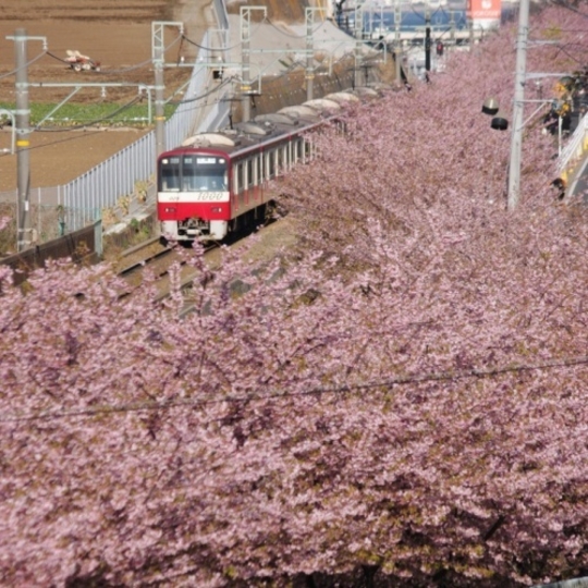 河津櫻