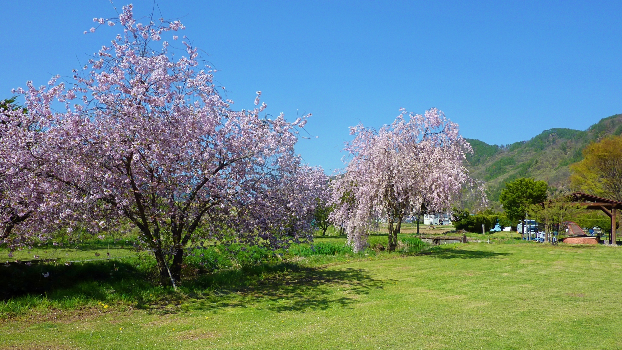 【施設】お花見もできる広々キャンプ場