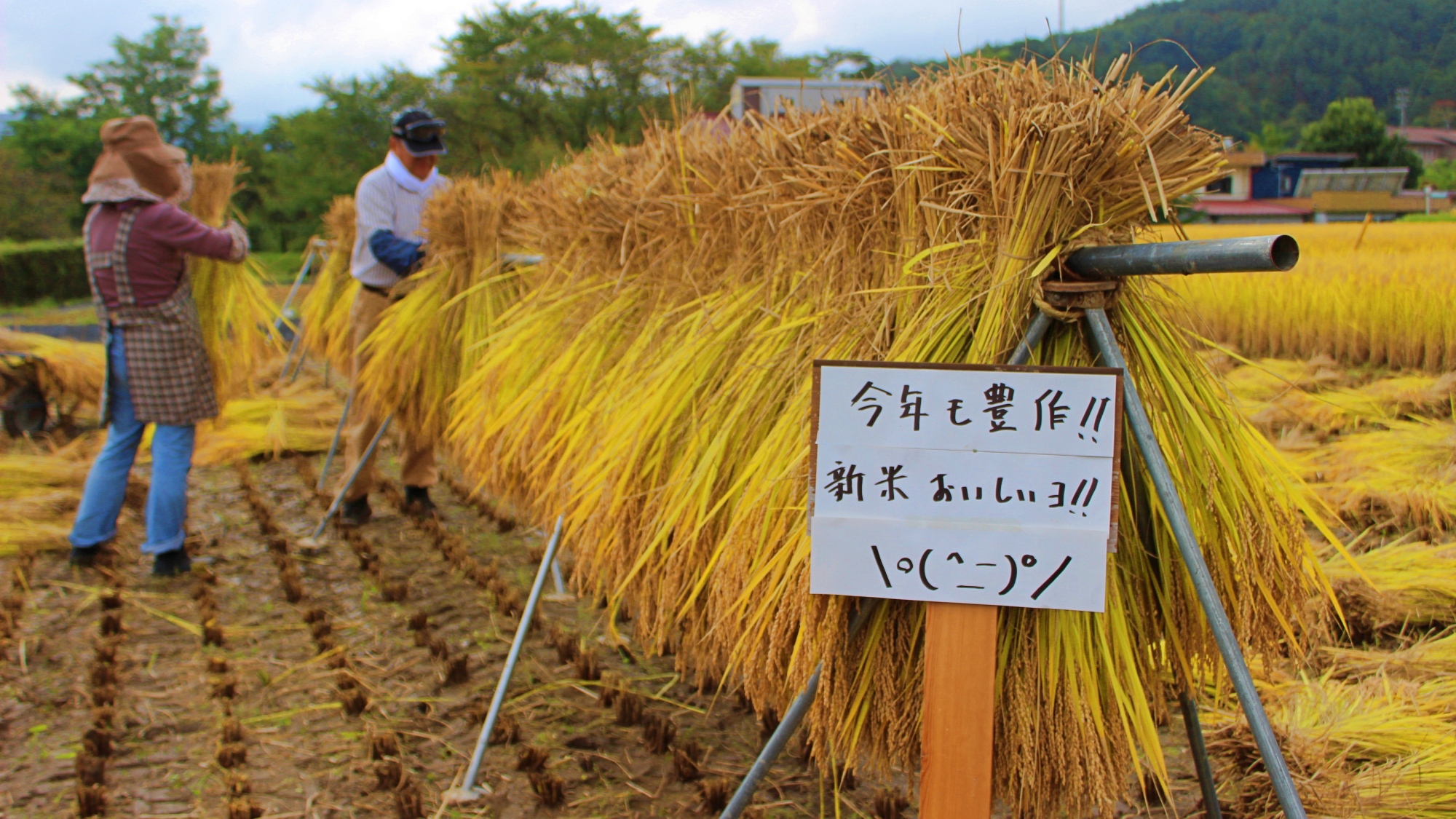 【食事】自慢の！はざがけした自家製コシヒカリをぜひご賞味ください！