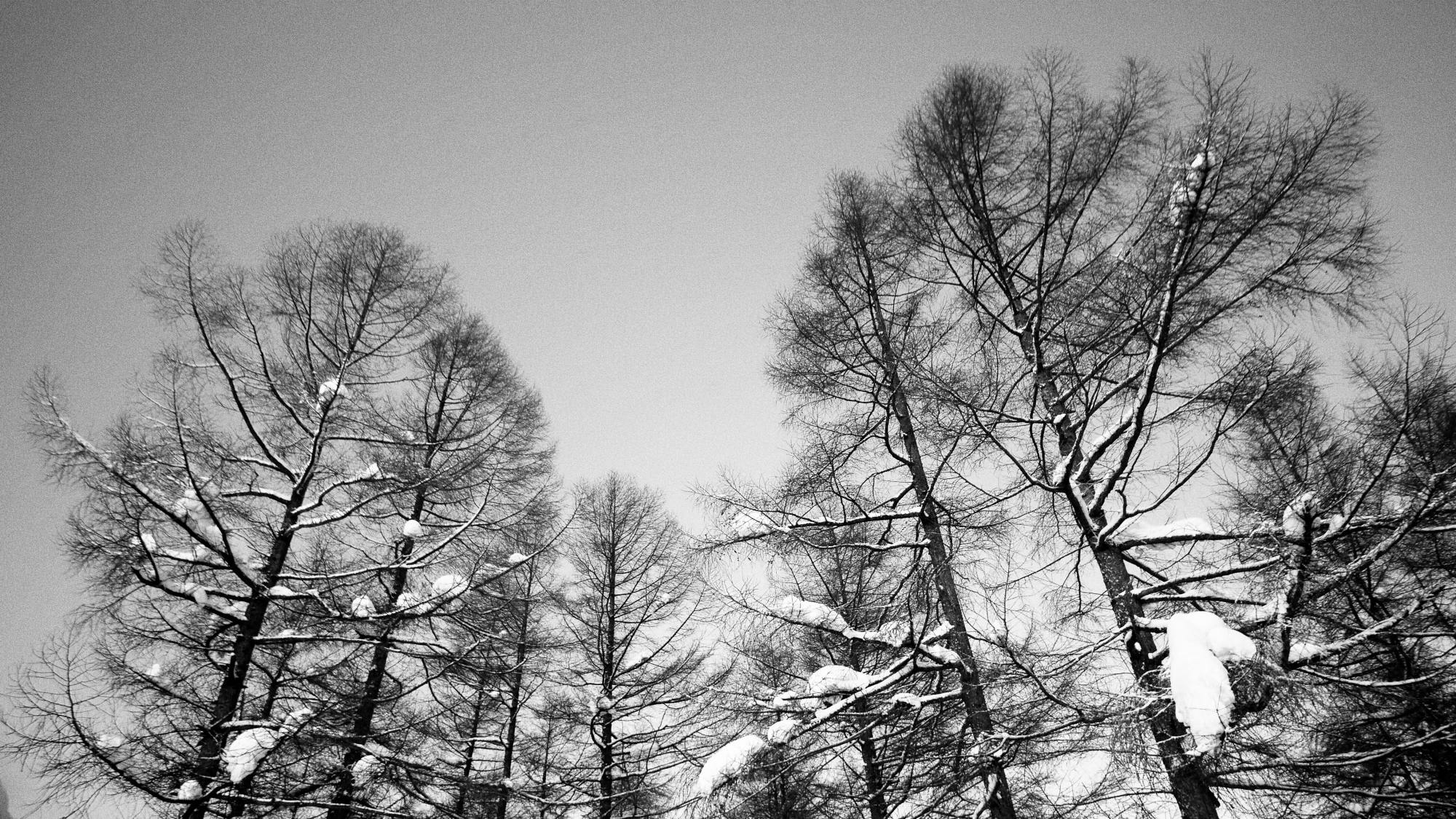 *周辺風景/スキー場だけではなく雪国ならではの景色もぜひお楽しみください