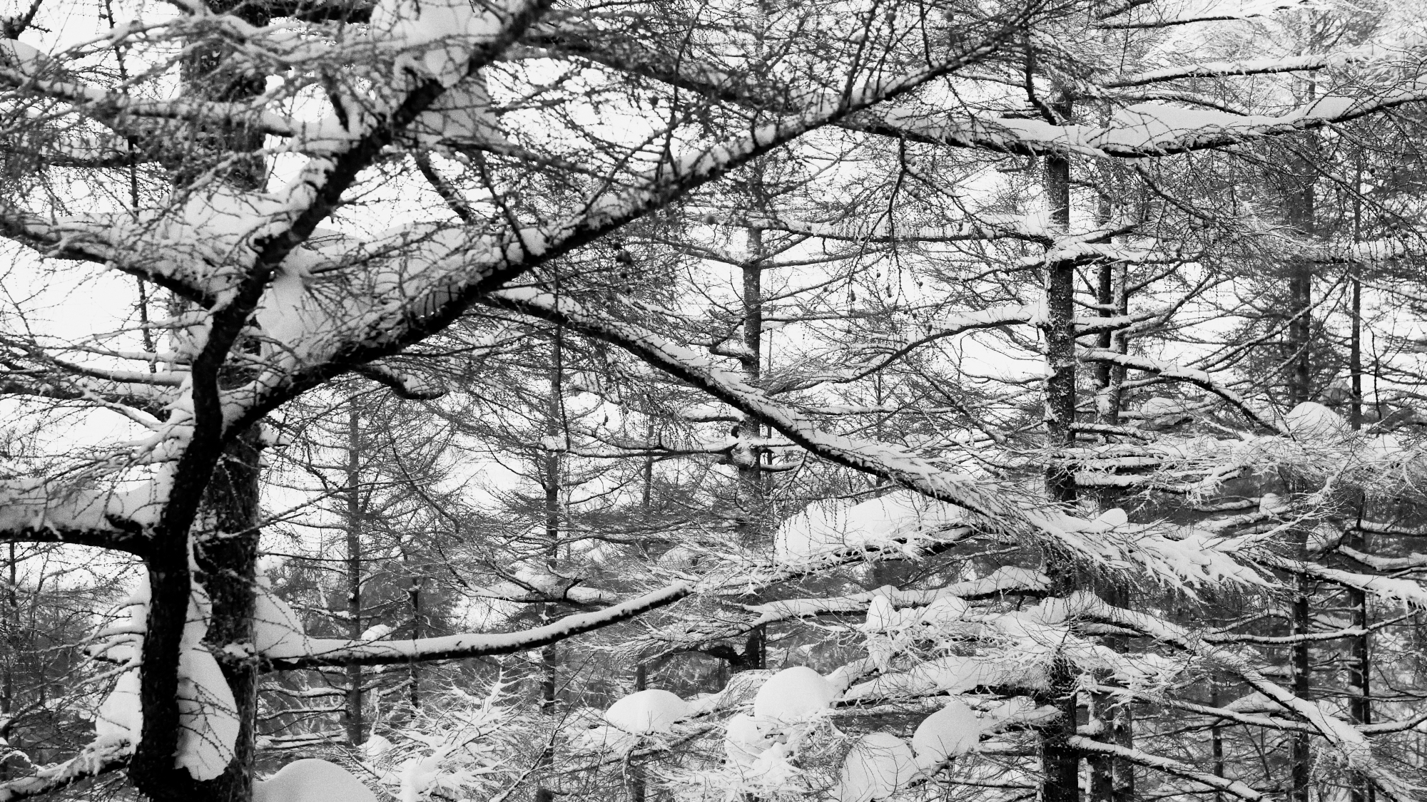 *周辺風景/スキー場だけではなく雪国ならではの景色もぜひお楽しみください