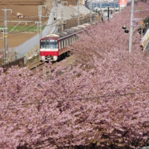 河津桜と京急　2月