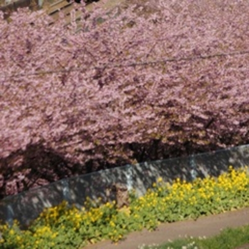 河津桜と菜の花　2月