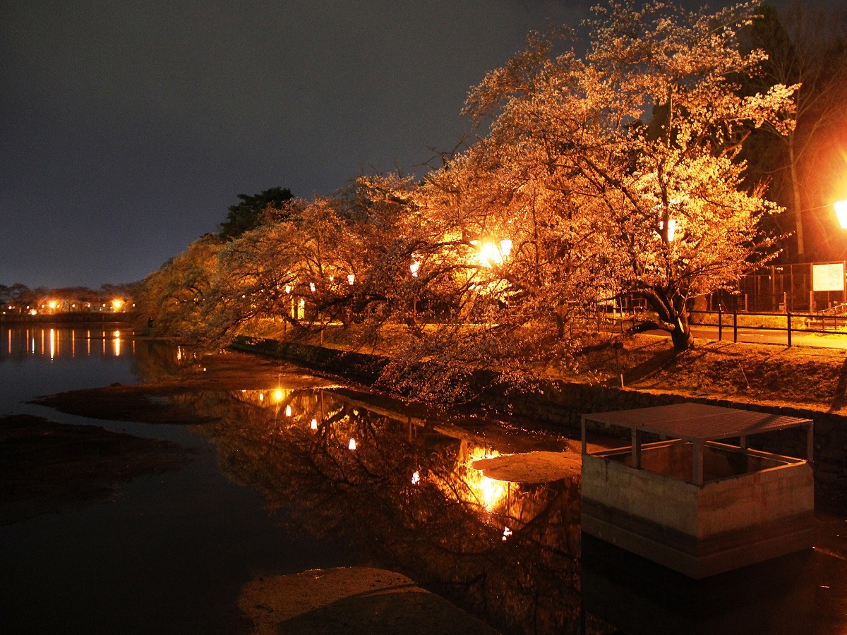 【春】五百淵公園　夜桜
