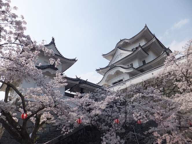 【春】二本松　霞ヶ城　桜