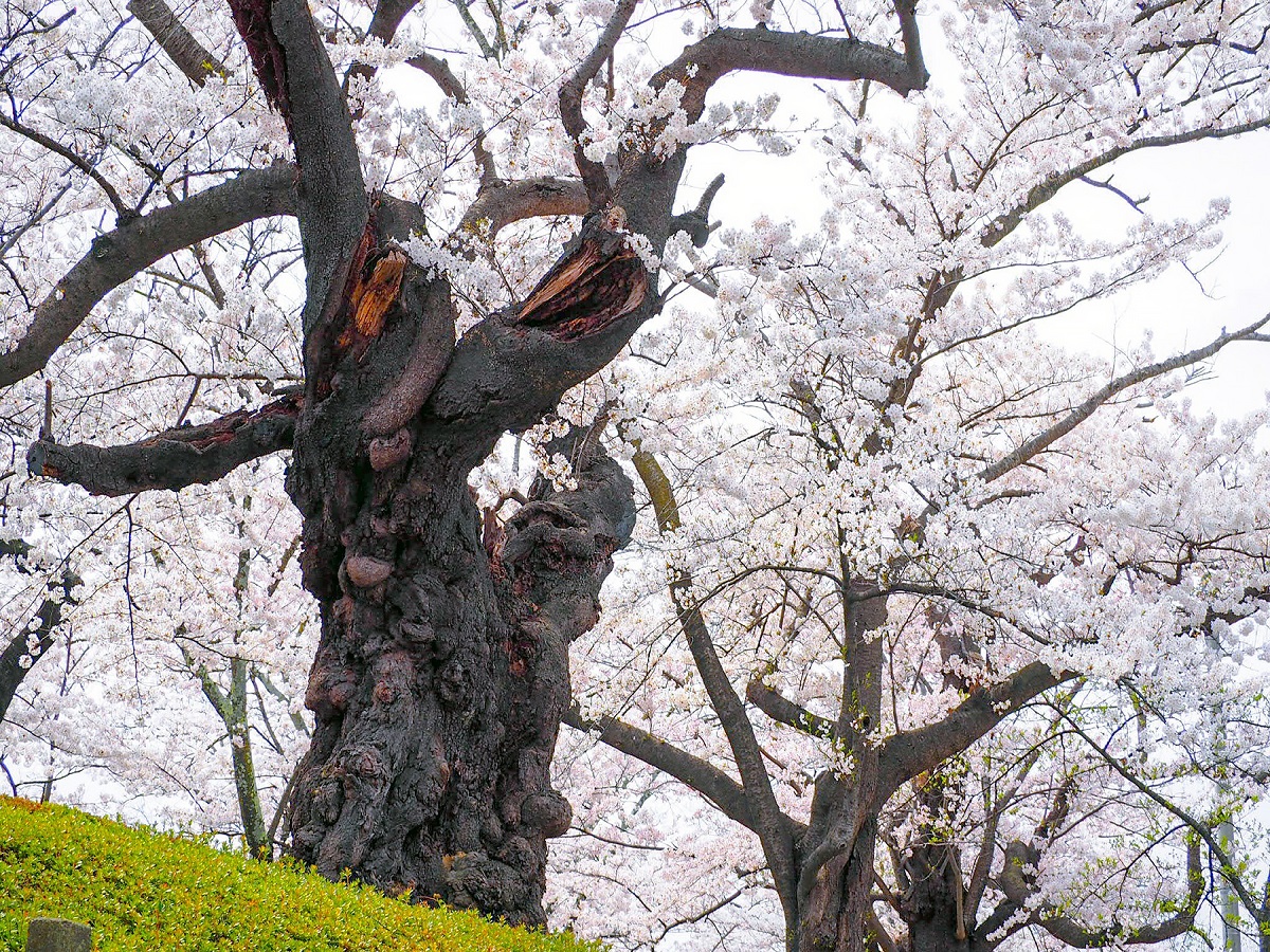 【春】開成山公園　日本最古級のソメイヨシノ