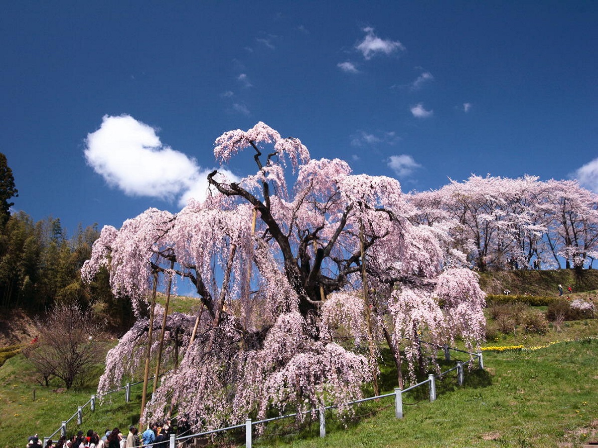 【春】三春桜・・・お花の滝見