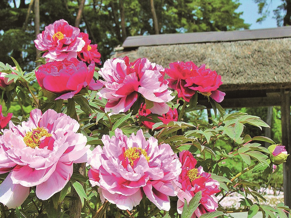【春】須賀川牡丹園・・・例年、4月下旬から5月下旬が見頃です。