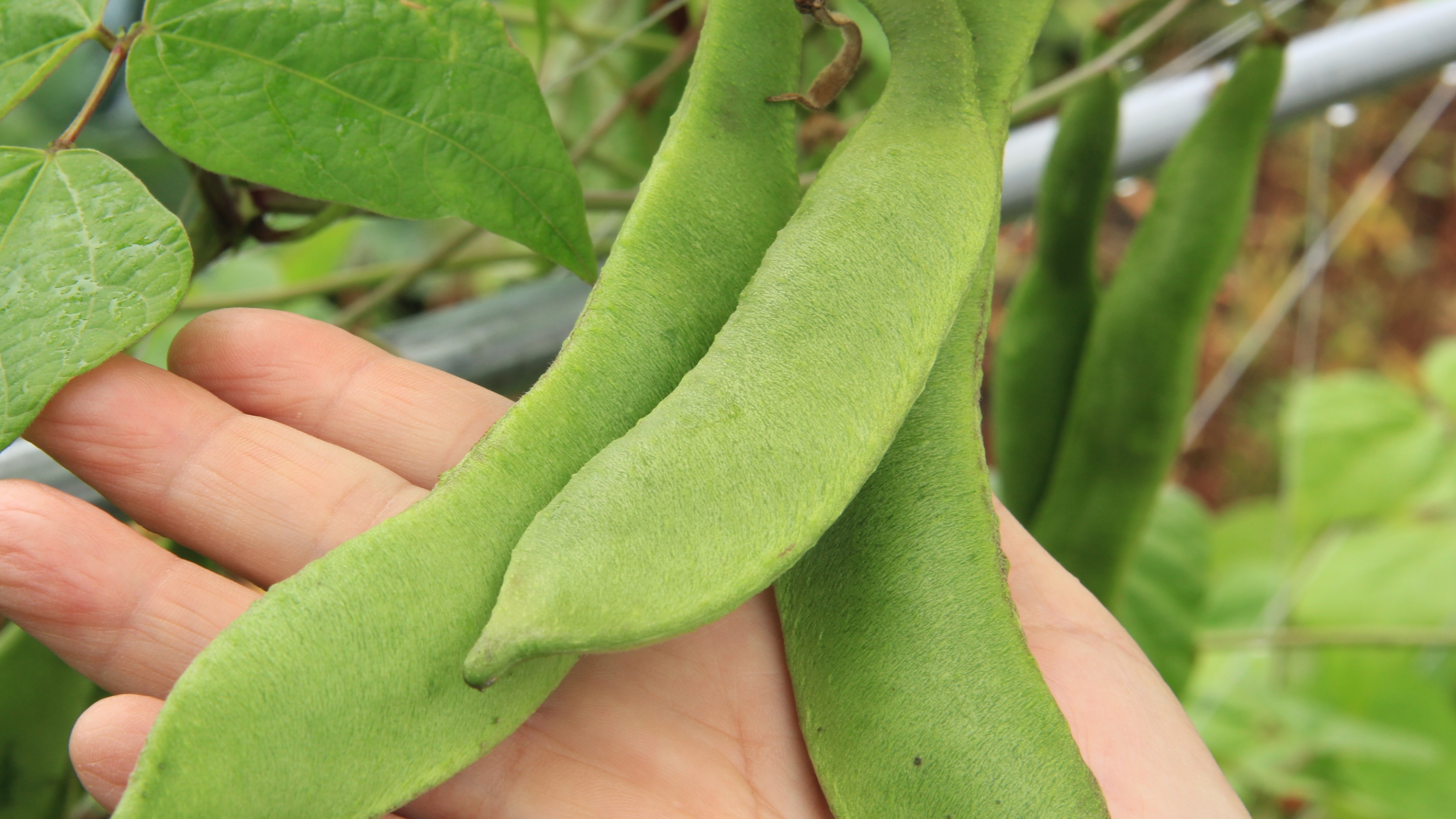 これが畑の花豆です。大きいでしょ？赤い花がきれいです。