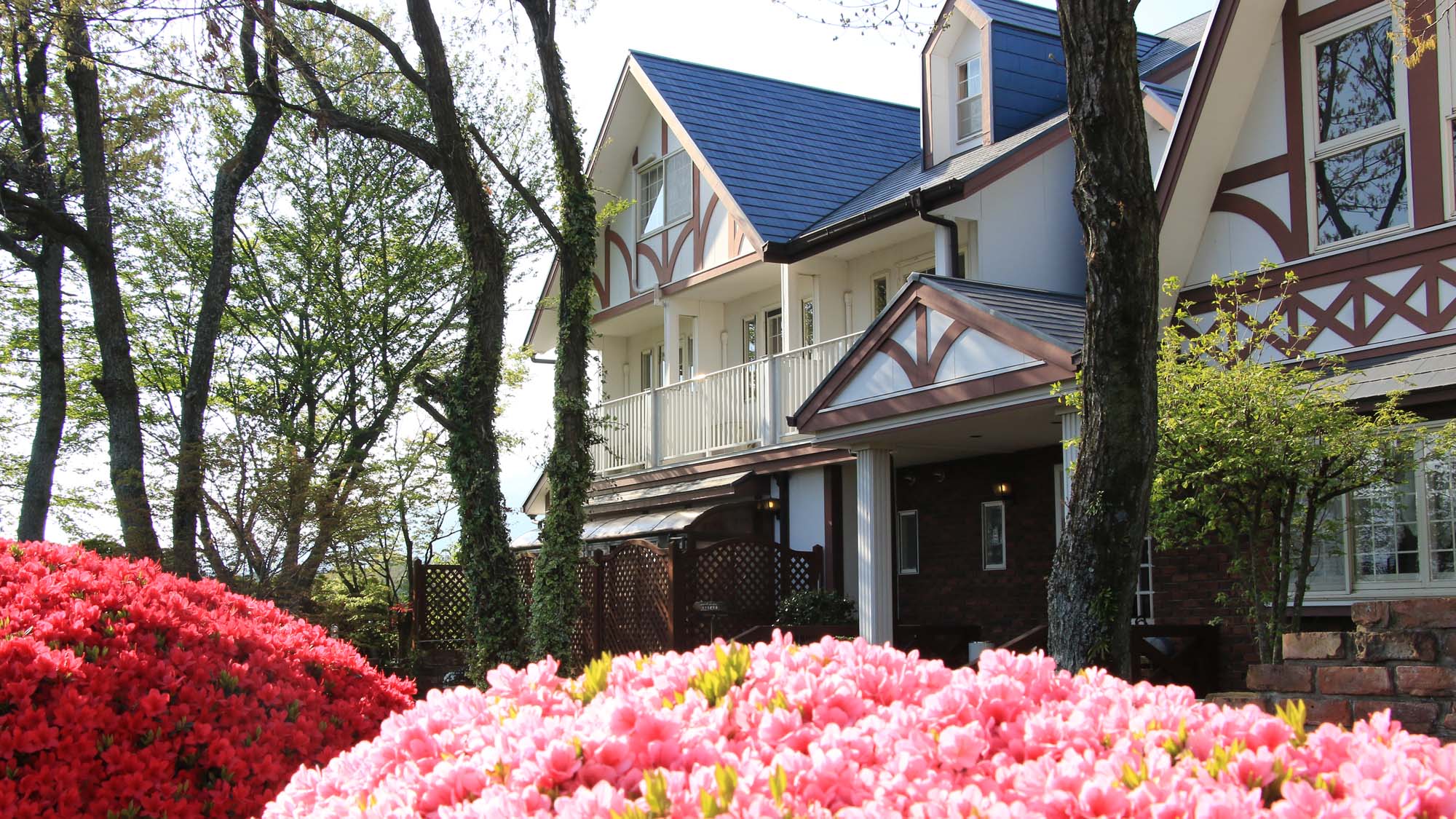 春のアンジェリカ