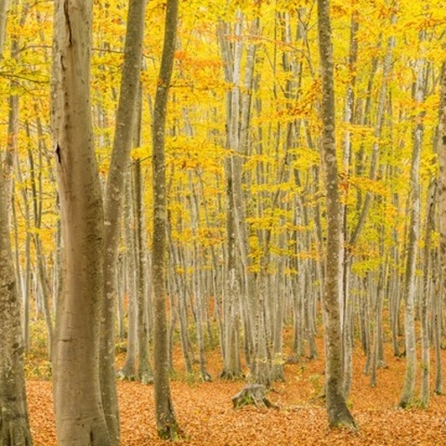 美人林　紅葉～四季折々の風景～