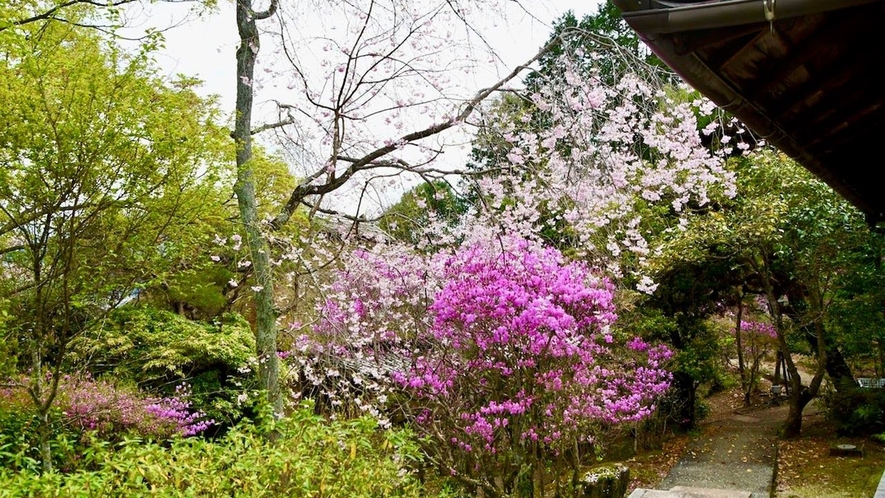 *【春のお花】躑躅と桜 -ツツジとサクラ-