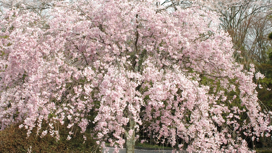 *しだれ桜