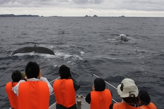 ホエールウォッチング